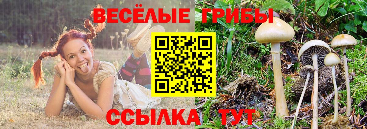 где купить наркоту  Псилоцибиновые грибы Psilocybine cubensis  Вход с VPN  Джанкой 